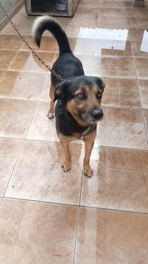 Cachorro ra a SRD-ViraLata idade 2 a 6 meses nome Falar com Waldeci - Whats 11 95880-8415