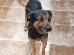 Cachorro raça SRD-ViraLata idade 2 a 6 meses nome Falar com Waldeci - Whats 11 95880-8415