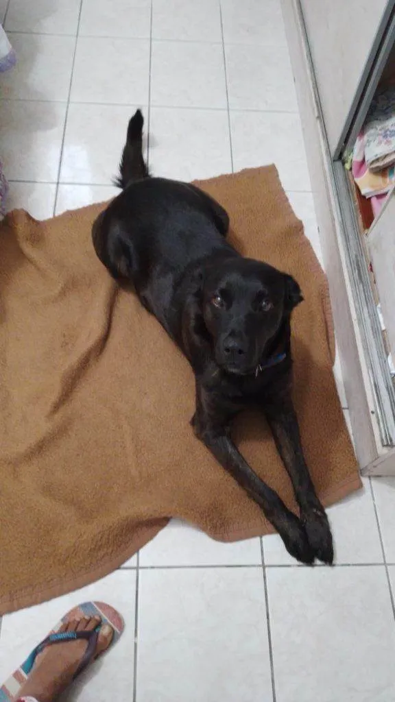Cachorro ra a SRD-ViraLata idade 2 a 6 meses nome Falar com Haryane - Whats 11 99170-1333