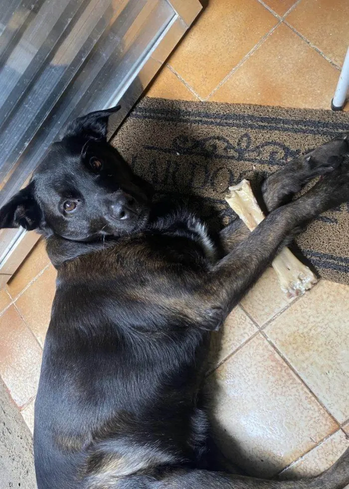 Cachorro ra a SRD-ViraLata idade 2 a 6 meses nome Falar com Haryane - Whats 11 99170-1333