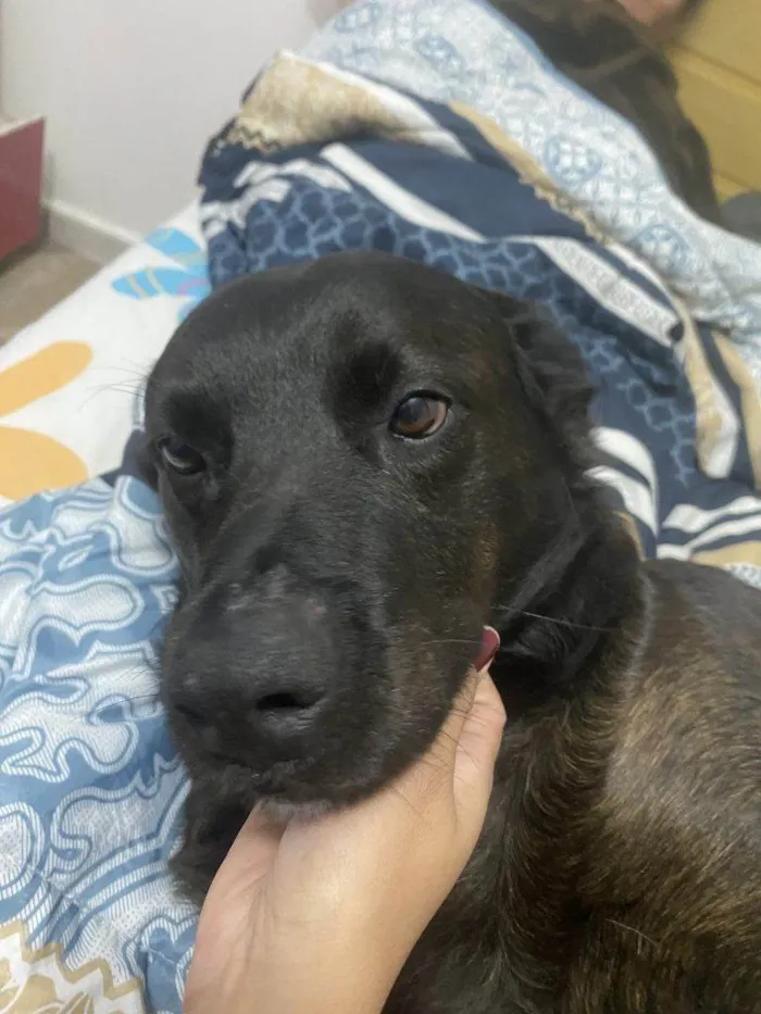 Cachorro ra a SRD-ViraLata idade 2 a 6 meses nome Falar com Haryane - Whats 11 99170-1333