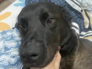 Cachorro raça SRD-ViraLata idade 2 a 6 meses nome Falar com Haryane - Whats 11 99170-1333