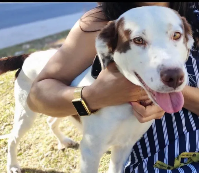 Cachorro ra a SRD-ViraLata idade 2 a 6 meses nome Falar com Vera - Whats 11 95393-2858