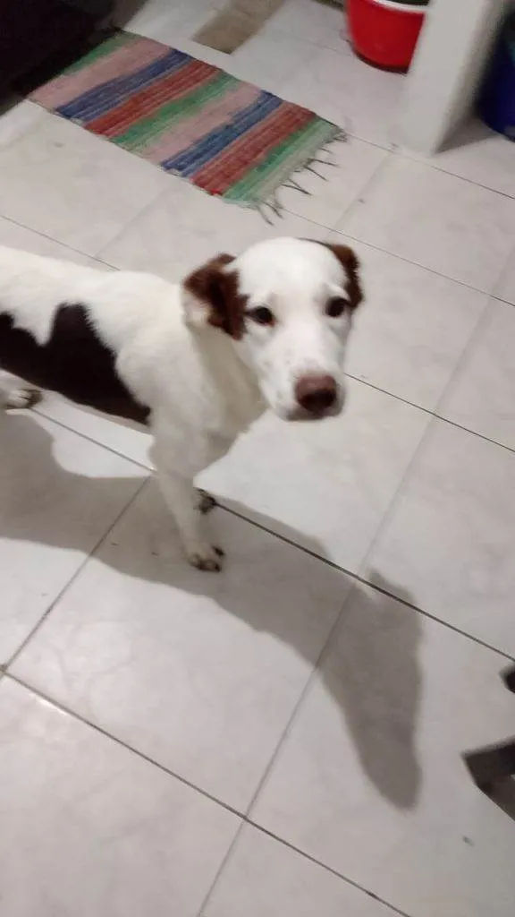 Cachorro ra a SRD-ViraLata idade 2 a 6 meses nome Falar com Vera - Whats 11 95393-2858
