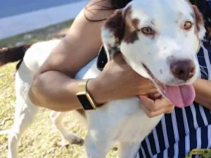 Cachorro raça SRD-ViraLata idade 2 a 6 meses nome Falar com Vera - Whats 11 95393-2858