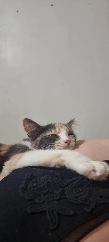 Gato ra a Angorá idade 2 a 6 meses nome Falar com Paulo - Whats 11 97991-8262