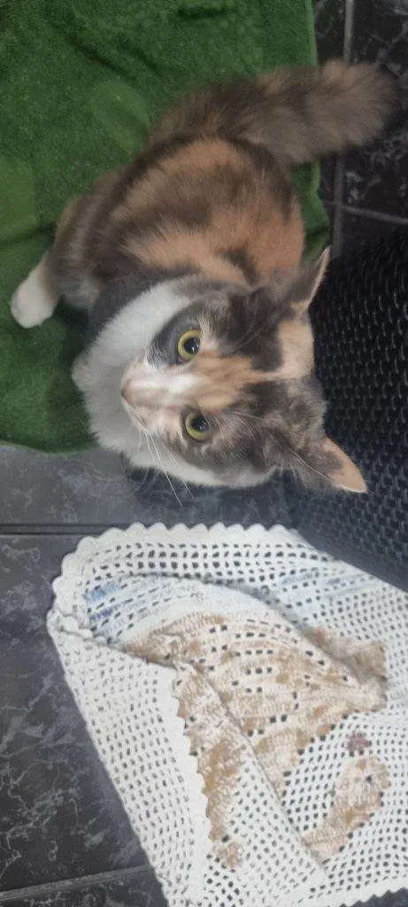 Gato ra a Angorá idade 2 a 6 meses nome Falar com Paulo - Whats 11 97991-8262