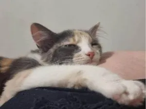 Gato raça Angorá idade 2 a 6 meses nome Falar com Paulo - Whats 11 97991-8262