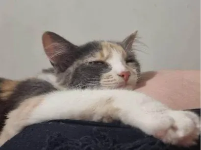 Gato raça Angorá idade 2 a 6 meses nome Falar com Paulo - Whats 11 97991-8262