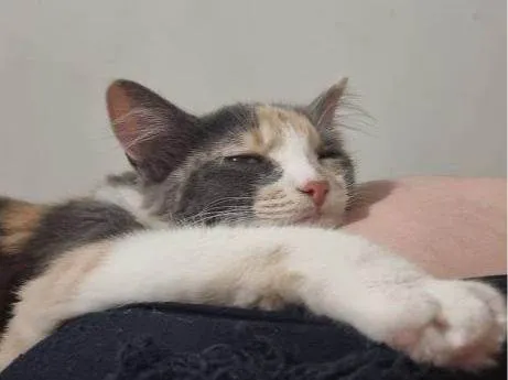 Gato ra a Angorá idade 2 a 6 meses nome Falar com Paulo - Whats 11 97991-8262