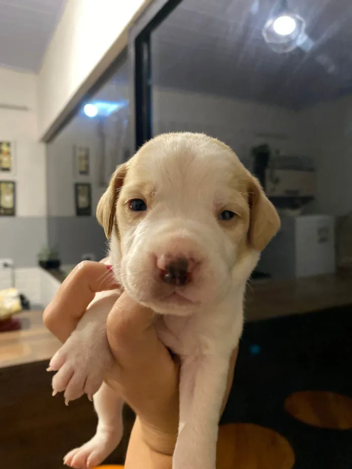 Cachorro ra a SRD-ViraLata idade Abaixo de 2 meses nome Falar com Gabriel - Whats 43 9697-3382