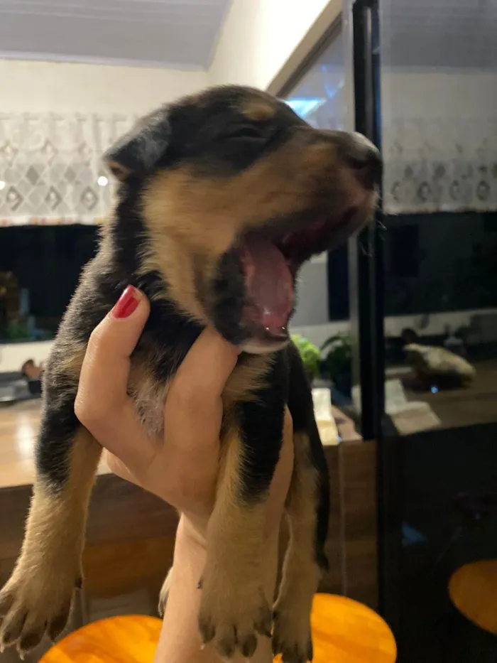 Cachorro ra a SRD-ViraLata idade Abaixo de 2 meses nome Falar com Gabriel - Whats 43 9697-3382