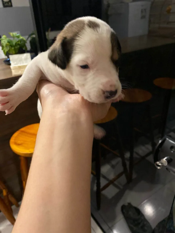 Cachorro ra a SRD-ViraLata idade Abaixo de 2 meses nome Falar com Gabriel - Whats 43 9697-3382
