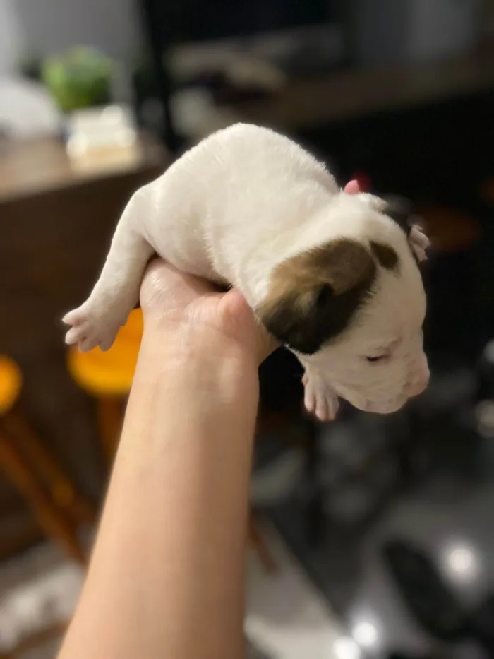 Cachorro ra a SRD-ViraLata idade Abaixo de 2 meses nome Falar com Gabriel - Whats 43 9697-3382