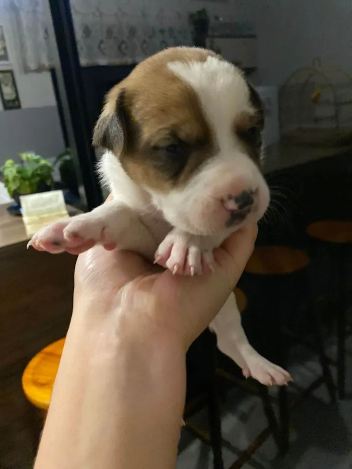 Cachorro ra a SRD-ViraLata idade Abaixo de 2 meses nome Falar com Gabriel - Whats 43 9697-3382