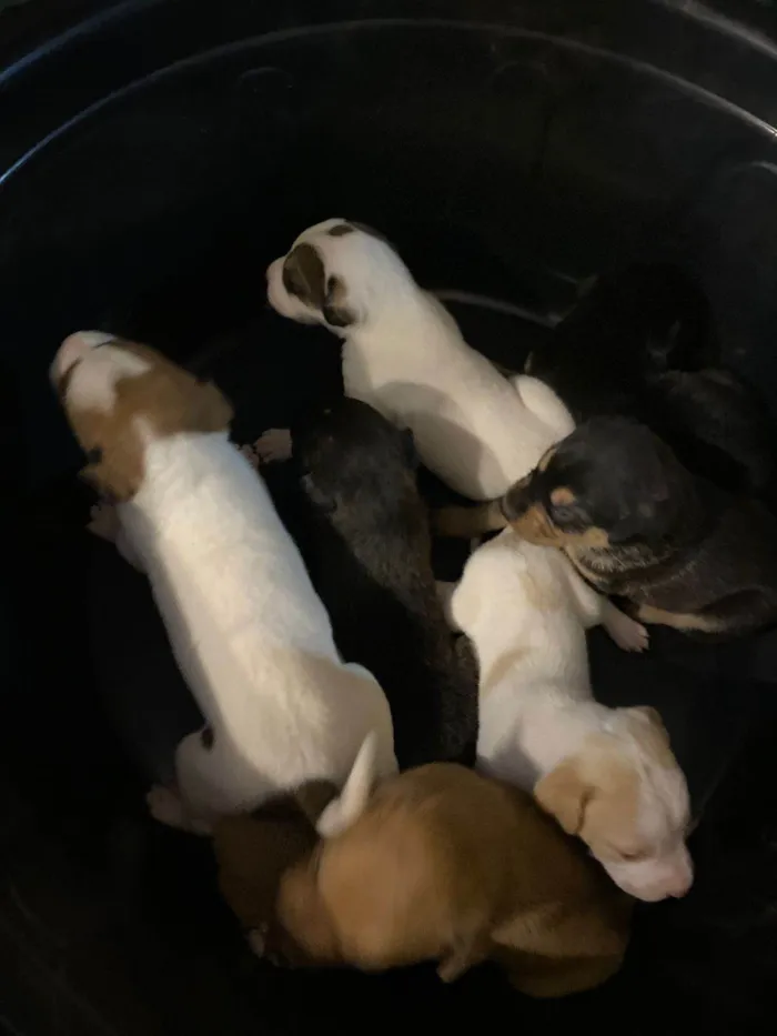 Cachorro ra a SRD-ViraLata idade Abaixo de 2 meses nome Falar com Gabriel - Whats 43 9697-3382