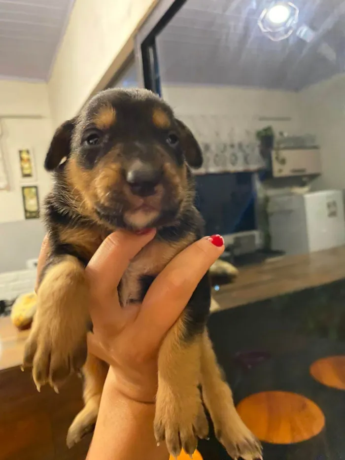 Cachorro ra a SRD-ViraLata idade Abaixo de 2 meses nome Falar com Gabriel - Whats 43 9697-3382