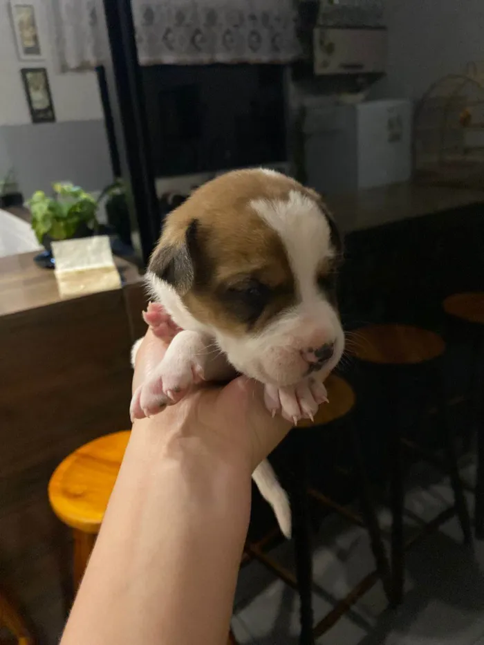 Cachorro ra a SRD-ViraLata idade Abaixo de 2 meses nome Falar com Gabriel - Whats 43 9697-3382