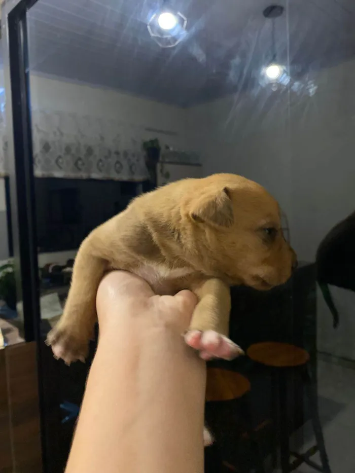 Cachorro ra a SRD-ViraLata idade Abaixo de 2 meses nome Falar com Gabriel - Whats 43 9697-3382