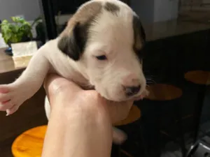 Cachorro raça SRD-ViraLata idade Abaixo de 2 meses nome Falar com Gabriel - Whats 43 9697-3382