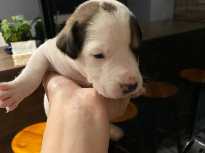 Cachorro ra a SRD-ViraLata idade Abaixo de 2 meses nome Falar com Gabriel - Whats 43 9697-3382