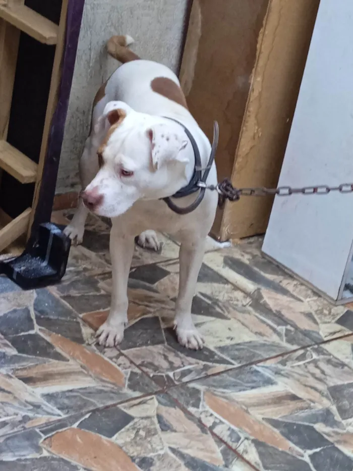 Cachorro ra a Pit-Bull idade 3 anos nome Luk