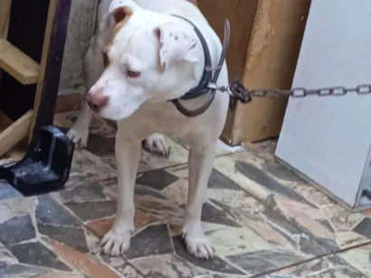 Cachorro raça Pit-Bull idade 3 anos nome Luk