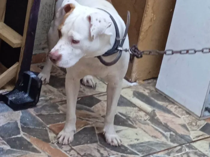 Cachorro ra a Pit-Bull idade 3 anos nome Luk