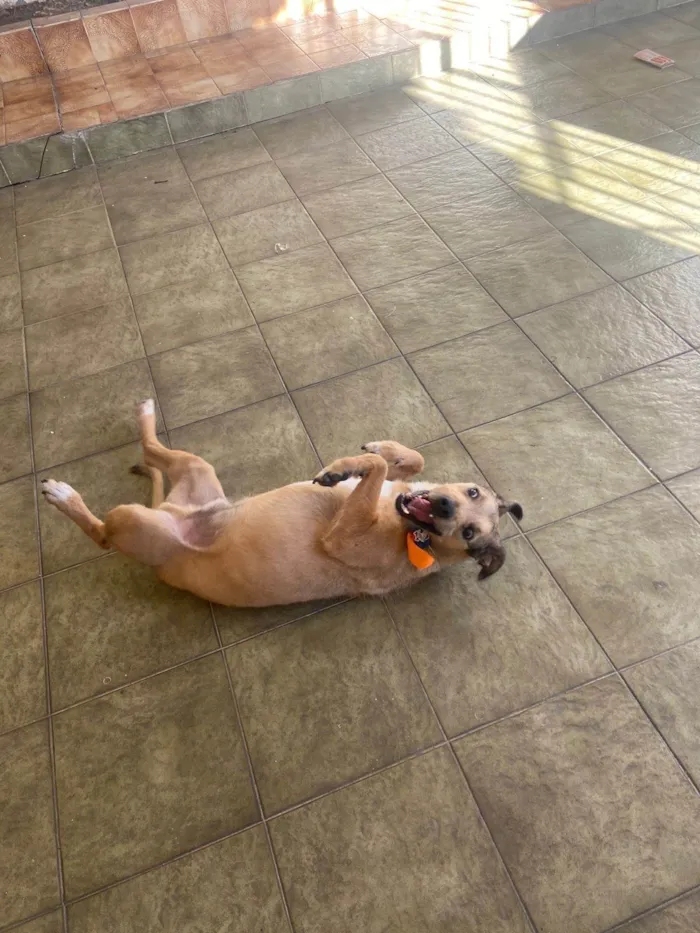 Cachorro ra a SRD-ViraLata idade 4 anos nome Theo