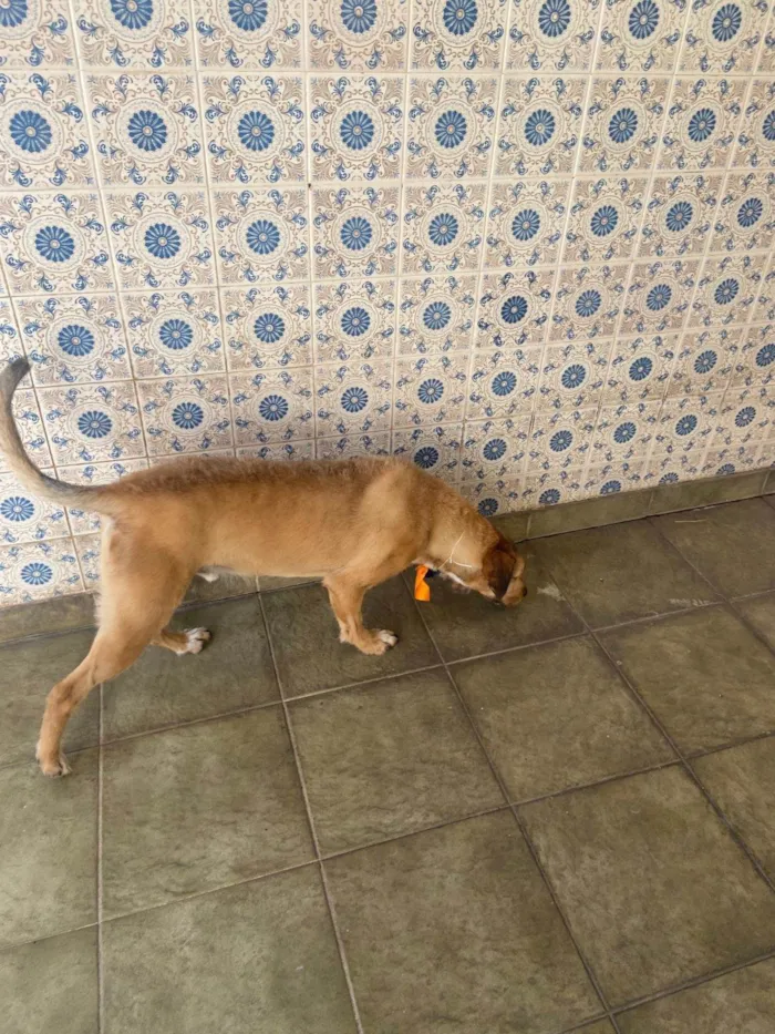 Cachorro ra a SRD-ViraLata idade 4 anos nome Theo