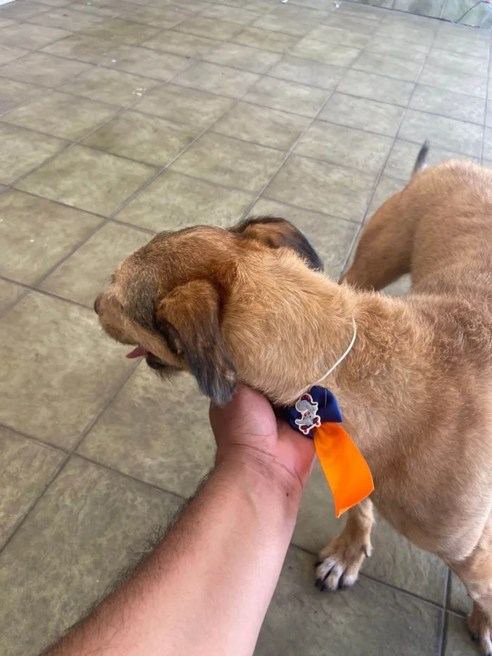 Cachorro ra a SRD-ViraLata idade 4 anos nome Theo