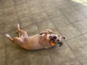 Cachorro raça SRD-ViraLata idade 4 anos nome Theo