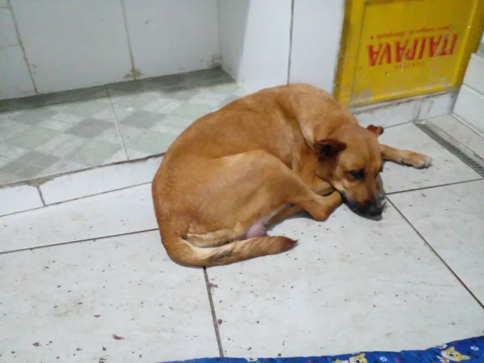 Cachorro ra a SRD-ViraLata idade 3 anos nome Menina 