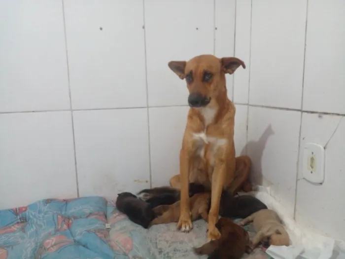 Cachorro ra a SRD-ViraLata idade 3 anos nome Menina 