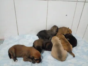 Cachorro raça SRD-ViraLata idade Abaixo de 2 meses nome Filhotes da Menina 