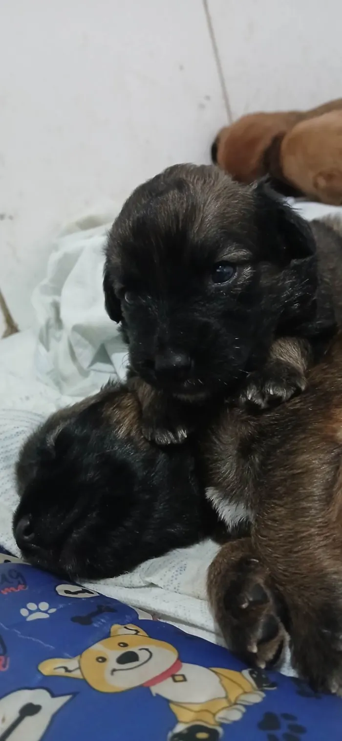 Cachorro ra a SRD-ViraLata idade Abaixo de 2 meses nome Filhotes da Menina 