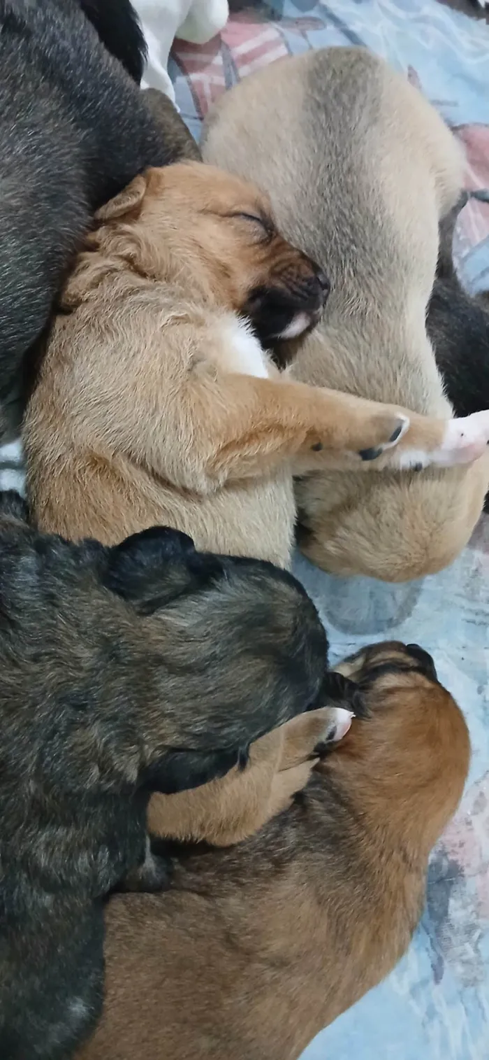 Cachorro ra a SRD-ViraLata idade Abaixo de 2 meses nome Filhotes da Menina 