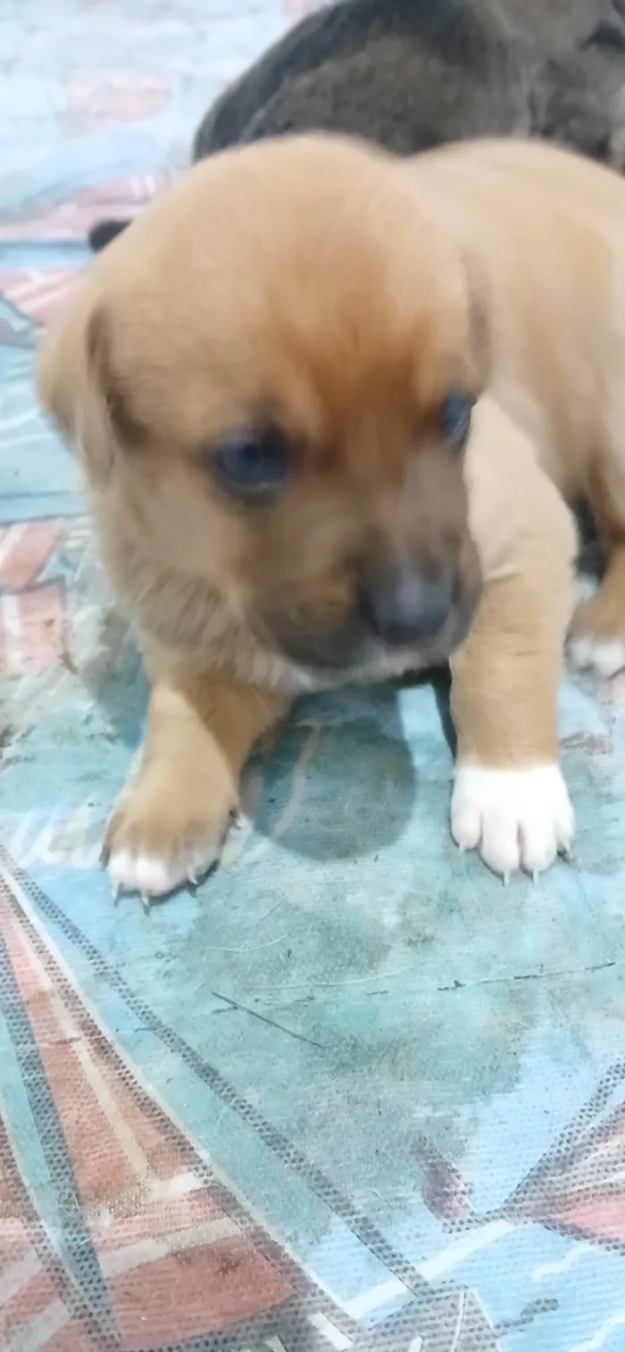 Cachorro ra a SRD-ViraLata idade Abaixo de 2 meses nome Filhotes da Menina 