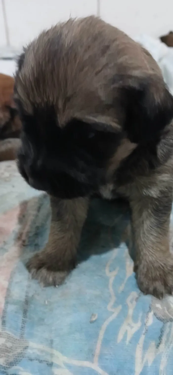 Cachorro ra a SRD-ViraLata idade Abaixo de 2 meses nome Filhotes da Menina 