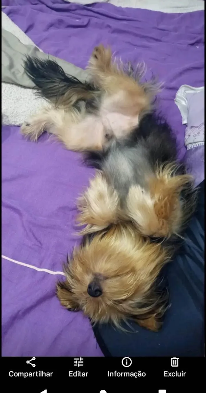 Cachorro ra a Yorkshire idade 1 ano nome Bob
