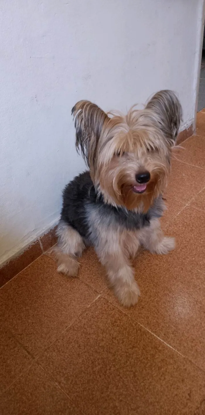 Cachorro ra a Yorkshire idade 1 ano nome Bob