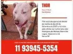 Cachorro raça Pit-Bull idade 5 anos nome Thor