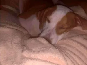 Cachorro raça SRD-ViraLata idade 2 a 6 meses nome Jordan