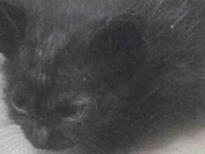 Gato raça SRD-ViraLata idade Abaixo de 2 meses nome Gatinho