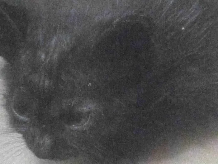 Gato ra a SRD-ViraLata idade Abaixo de 2 meses nome Gatinho