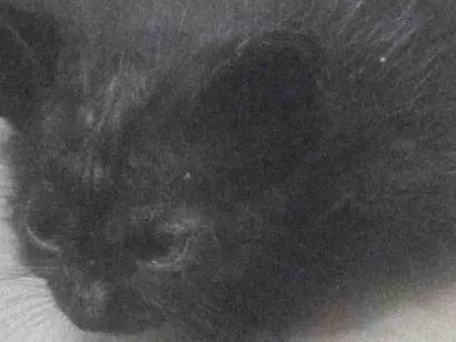 Gato raça SRD-ViraLata idade Abaixo de 2 meses nome Gatinho