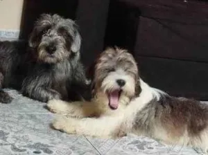 Cachorro raça SRD-ViraLata idade 2 a 6 meses nome Falar com Taís - Whats 11 97889-8916