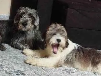 Cachorro raça SRD-ViraLata idade 2 a 6 meses nome Falar com Taís - Whats 11 97889-8916