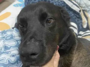 Cachorro raça SRD-ViraLata idade 2 a 6 meses nome Falar com Haryane - Whats 11 99170-1333