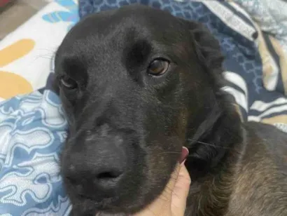 Cachorro raça SRD-ViraLata idade 2 a 6 meses nome Falar com Haryane - Whats 11 99170-1333